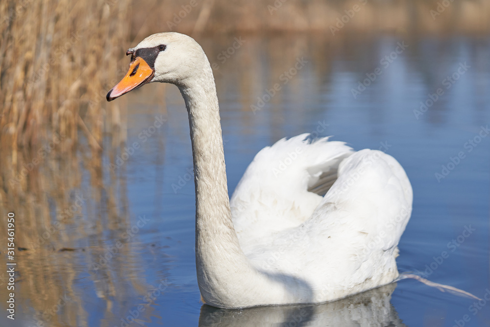 Obraz premium The white mute swan Cygnus olor in Czech Republic