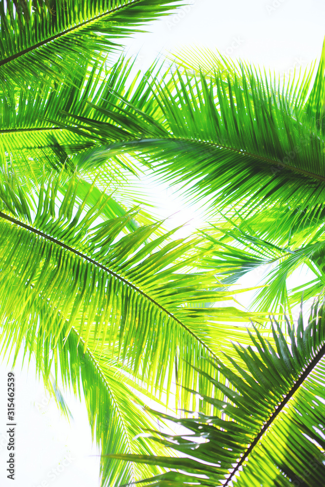 Green palm trees at sunny day on white background. Vintage natural pattern. Retro summer beach tropical design. Travel background. Tropical island exotic flora. Aloha Hawaii. Miami paradise. Caribbean Green palm trees at sunny day on white background. Vintage natural pattern. Retro summer beach tropical design. Travel background. Tropical island exotic flora. Aloha Hawaii. Miami paradise. Caribbean
