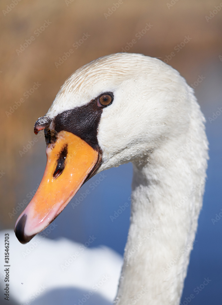 The white mute swan Cygnus olor in Czech Republic The white mute swan Cygnus olor in Czech Republic
