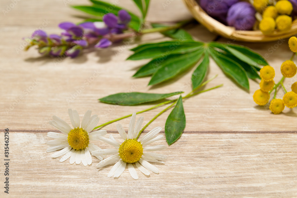 Close up chamomiles on the wooden table. Layout of purple flowers and green leaves. Close up chamomiles on the wooden table. Layout of purple flowers and green leaves.