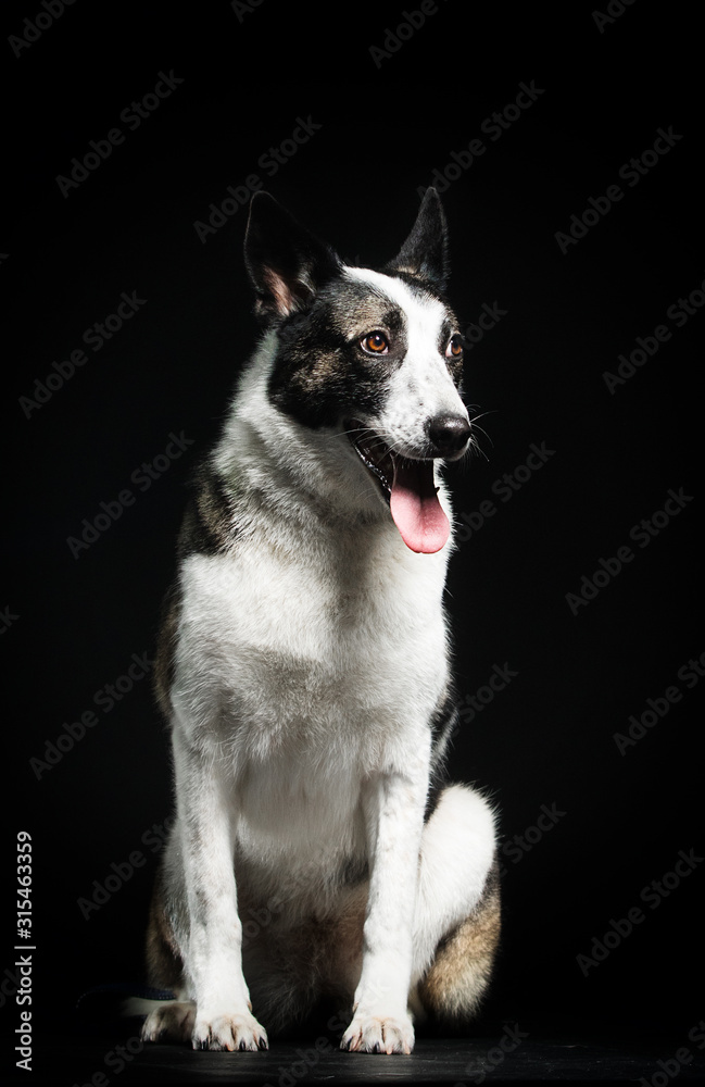 dog looking at a dark background dog looking at a dark background