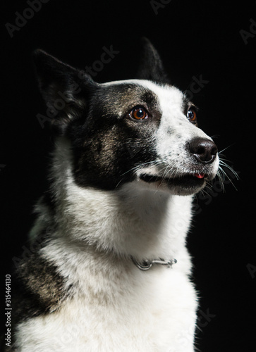 dog looks at a dark background