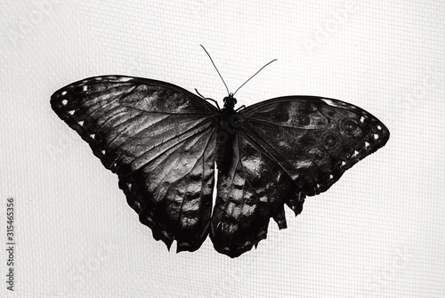 Fotografia in bianco e nero di una farfalla con ali spiegate 