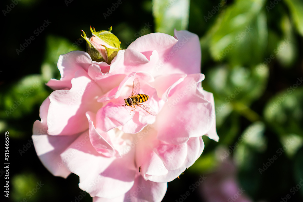 Obraz premium ピンクのバラの花にとまるハナアブ