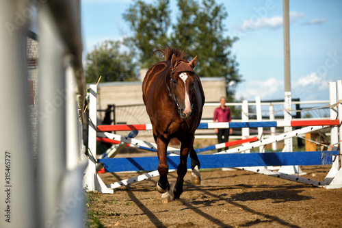 brown horse jumps over obstacles in training