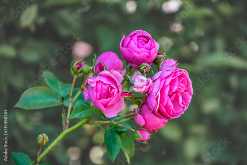 Pink Rose flower closeup. Shallow depth of field. photo