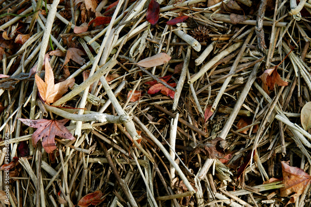 Reeds and fall leaves in a mosaic design for background Reeds and fall leaves in a mosaic design for background