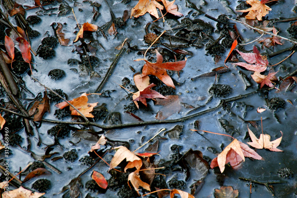 Fall leaves fallen into murky marsh water close-up