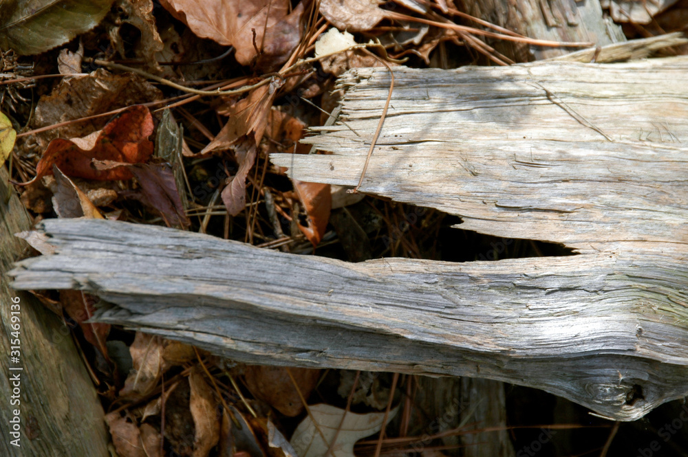 Close up of a weathered and bleached log piece surrounded by fall leaves Close up of a weathered and bleached log piece surrounded by fall leaves