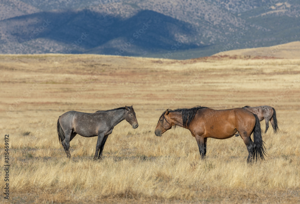 Obraz premium Wild Horses in Autumn in the Utah Desert