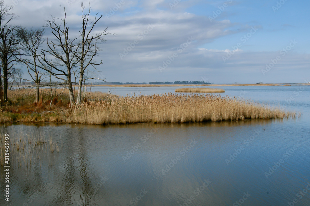 Serene winter day overlooking marsh and brown winter grasses, bare trees, serene