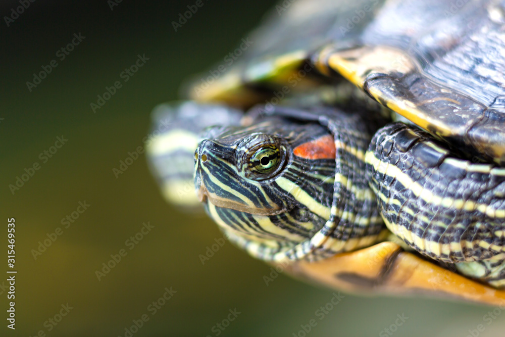 Red Eared Terrapin - Trachemys scripta elegans. Red eared slider turtle in the summer sunlight Red Eared Terrapin - Trachemys scripta elegans. Red eared slider turtle in the summer sunlight