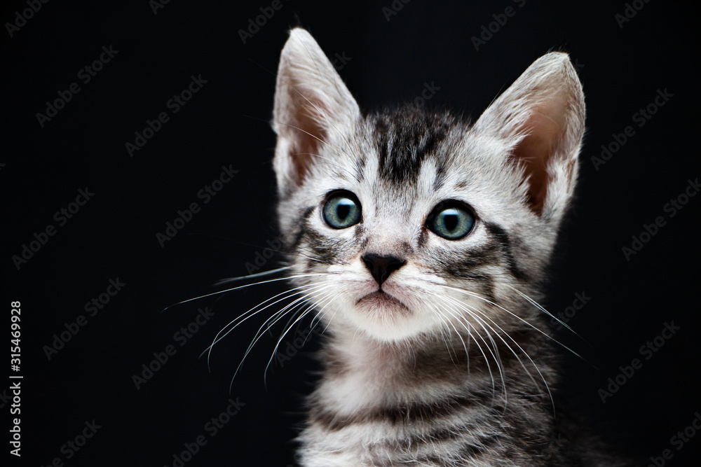 Kitten face on black background