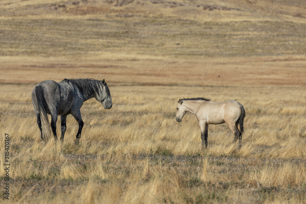 Wild Horses in Autumn in the Utah Desert Wild Horses in Autumn in the Utah Desert