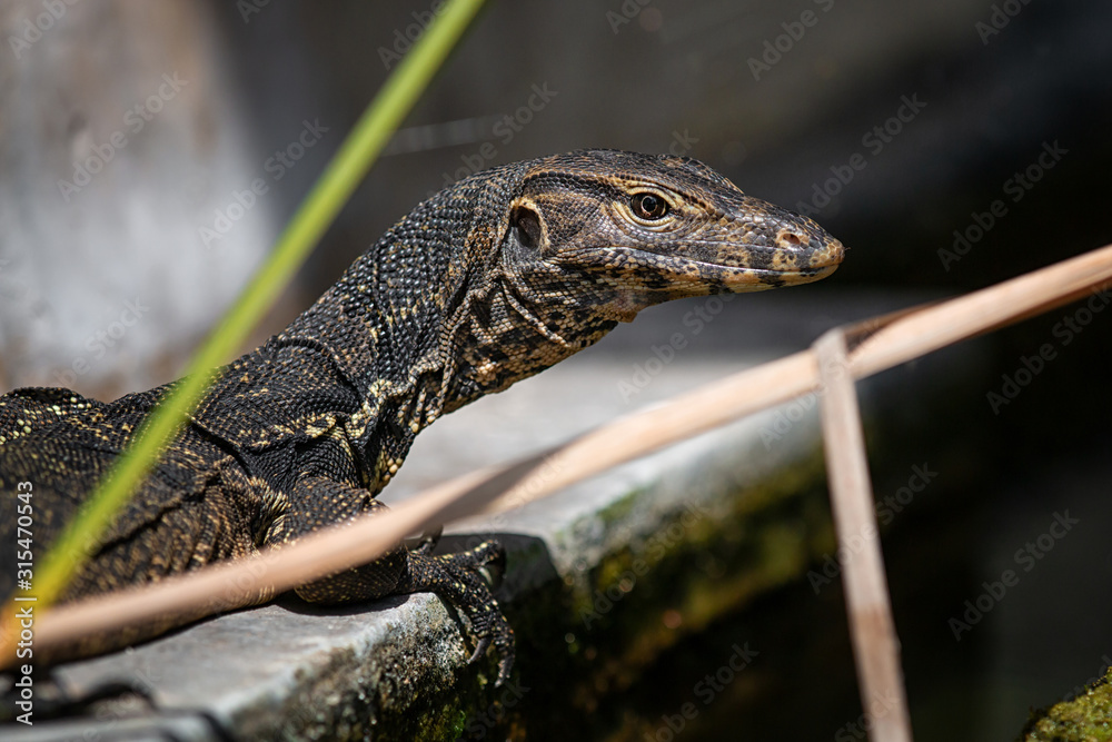 Naklejka premium Water monitor lizard