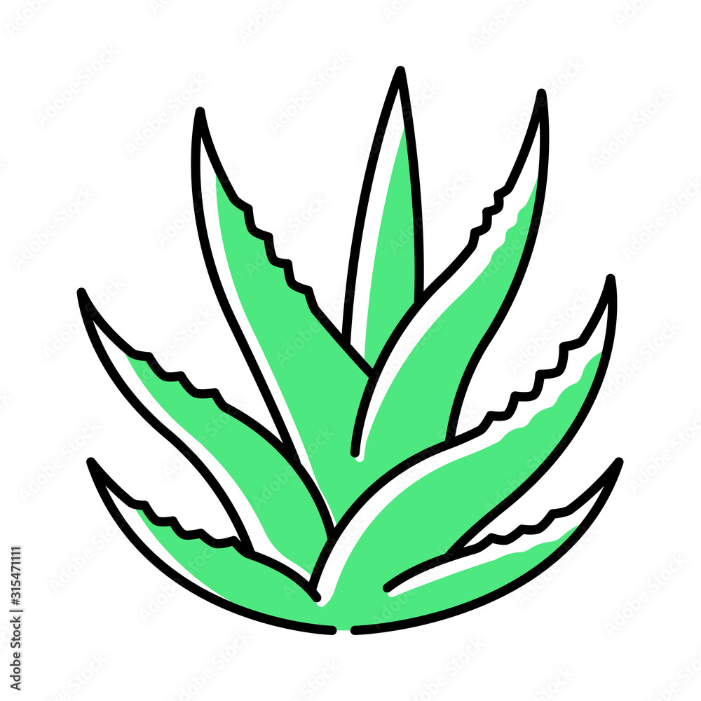 Succulent green color icon. Aloe vera sprouts. Cactus leafs. Growing medicinal herb. Decorative plant. Evergreen flora. Ingredient for organic cosmetic. Isolated vector illustration