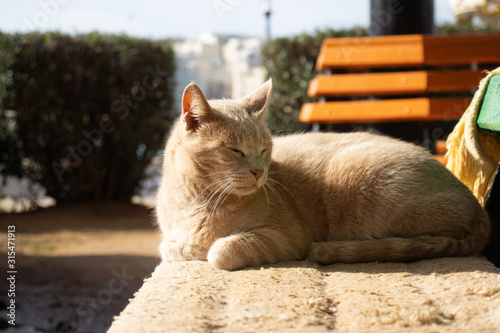 stray cat oustide in a park photo