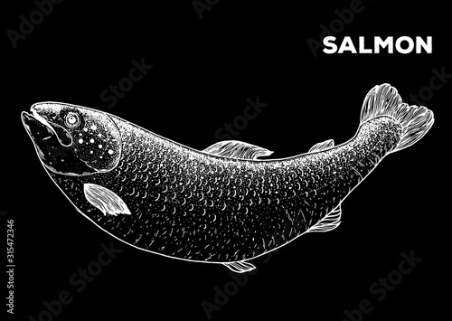 Salmon fish sketch. Hand drawn vector illustration. Seafood design element for packaging. Engraved style illustration. Can used for packaging design. Salmon fish label.