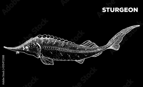 Sturgeon fish sketch. Hand drawn vector illustration. Seafood design element for packaging. Engraved style illustration. Can used for packaging design. Sturgeon fish label.
