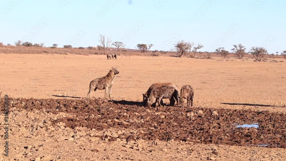 A pack of African Spotted Hyenas scavenge for food in muddy floodplain A pack of African Spotted Hyenas scavenge for food in muddy floodplain