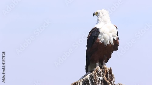 African Fish Eagle sits on stump perch, feathers ruffled by the wind photo