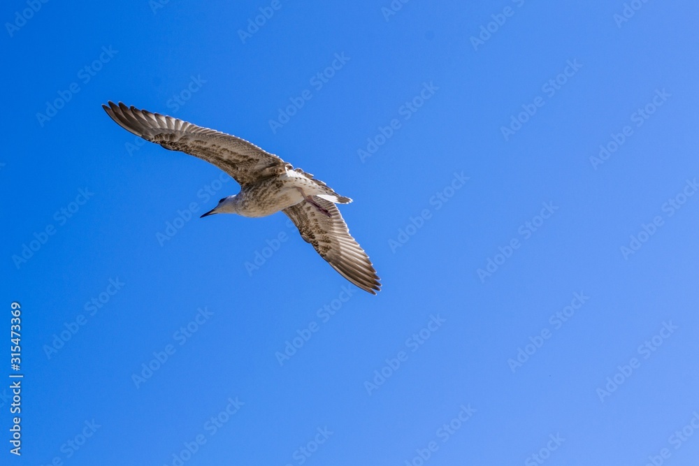 Obraz premium seagull in flight