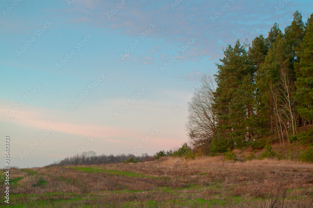 Landscape, sunny dawn in a field and pine forest