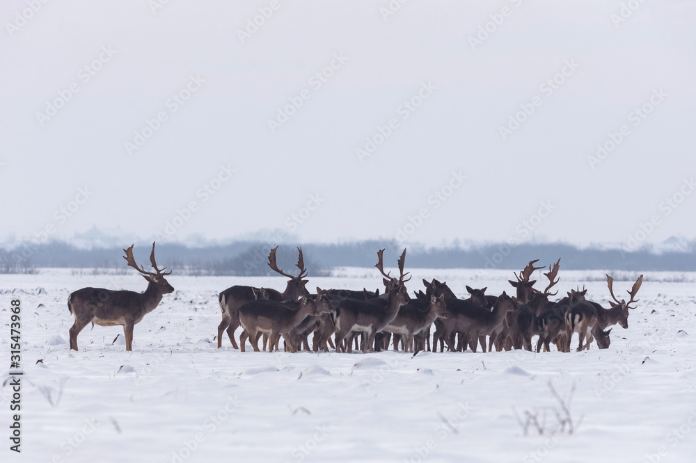 Group of delicate wild deer in winter landscape, on the field outside the forest Group of delicate wild deer in winter landscape, on the field outside the forest