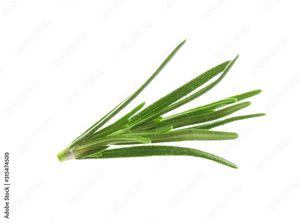 Fresh green rosemary isolated on white. Aromatic herb Fresh green rosemary isolated on white. Aromatic herb