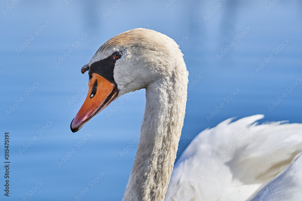 The white mute swan Cygnus olor in Czech Republic The white mute swan Cygnus olor in Czech Republic