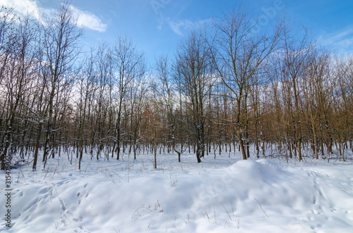 Winter landscape with snow, trees and blue sky, in the morning