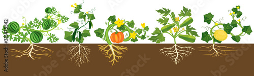 Set of different gourd plants (watermelon, melon, pumpkin, zucchini and cucumber) isolated on white background