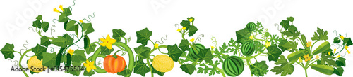 Agriculture plant border. General view of group of different gourd plants (watermelon, melon, pumpkin, zucchini and cucumber) isolated on white background