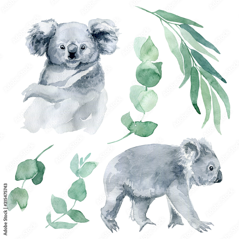 watercolor illustration of a koala with eucalyptus branches on a white ...