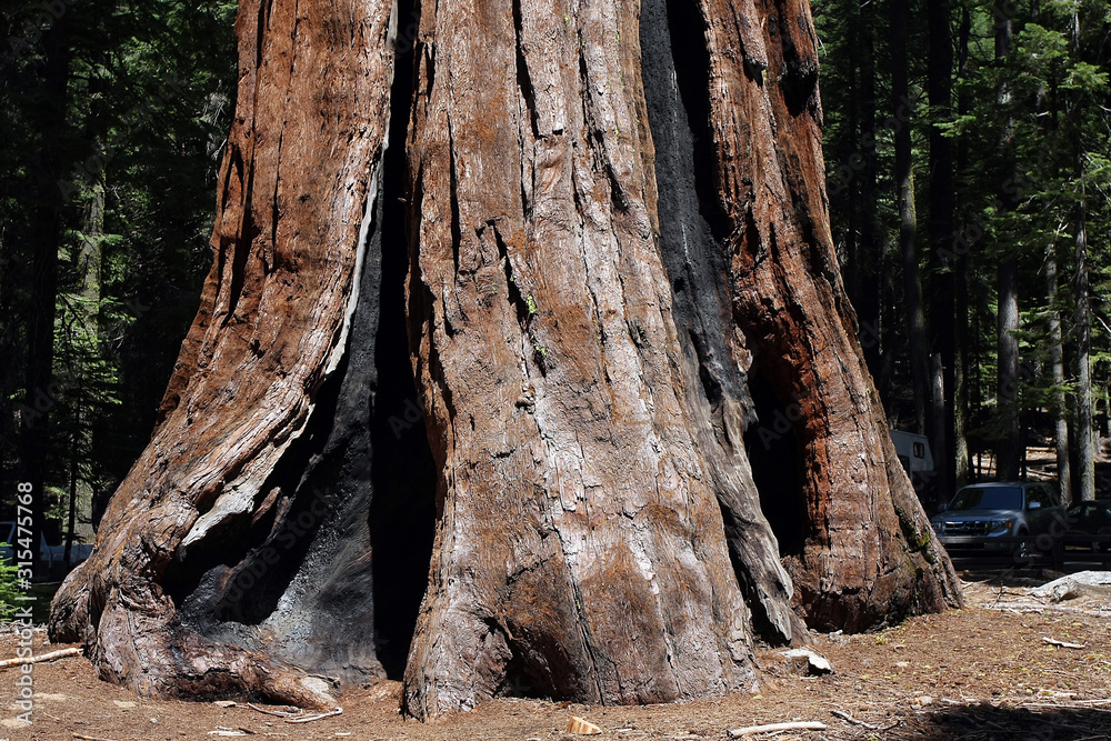 Redwoodtree, Sequoia, Giant sequoias, Yosemite National Park, California, USA Redwoodtree, Sequoia, Giant sequoias, Yosemite National Park, California, USA