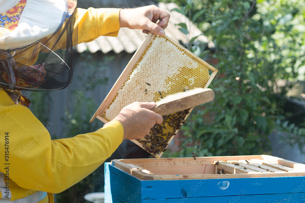 Beekeeper checks honeycomb with bees using brush Beautiful sunny day Beekeeping concept Beekeeper checks honeycomb with bees using brush Beautiful sunny day Beekeeping concept