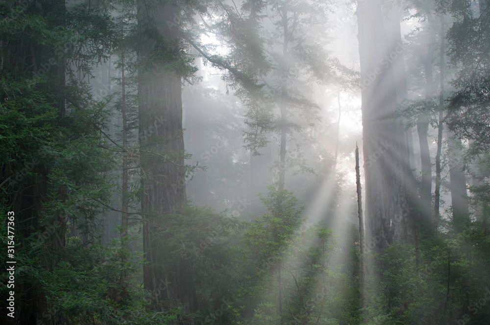 Obraz premium Landscape of coastal redwood forest in fog with sunbeams, Prairie Creek State Park, California, USA