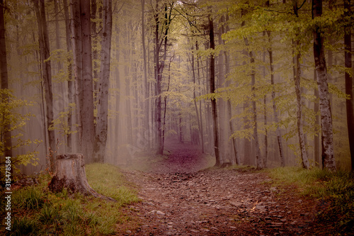 Nebbia in una foresta in autunno