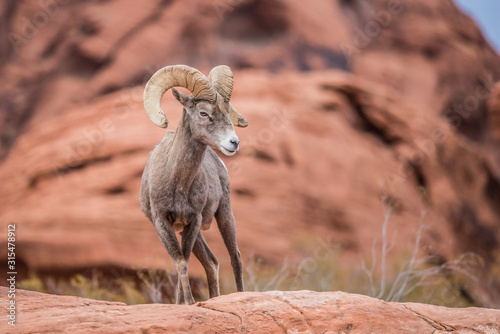 Male bighorn sheep