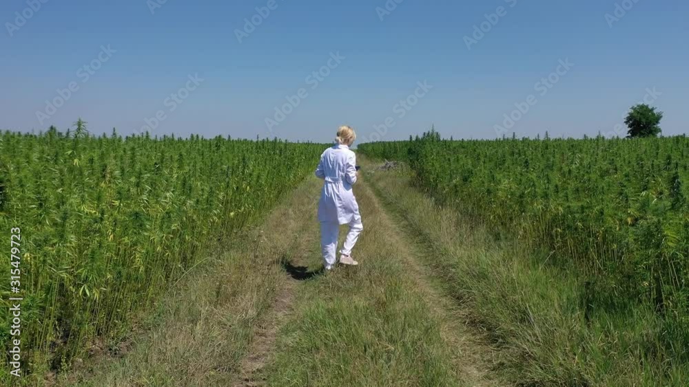 Aerial shot of scientist walking by cultivated marijuana fields observing CBD hemp plants Aerial shot of scientist walking by cultivated marijuana fields observing CBD hemp plants