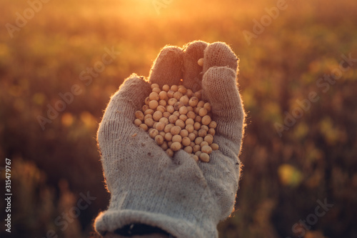 Soybean farmer handful of harvested crop seed