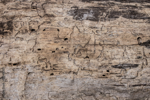  texture of old termite eaten wood