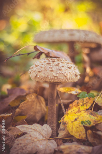 close-up of mushrooms in autumn forest, beautiful bokeh in the background
