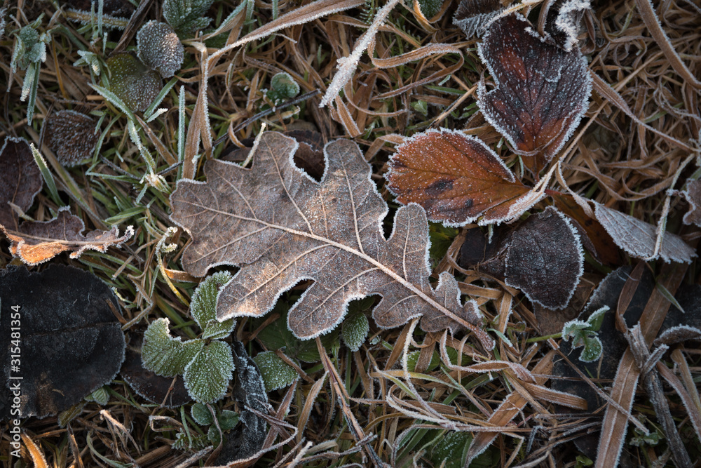 Oak leaf covered with hoarfrost lies on the ground