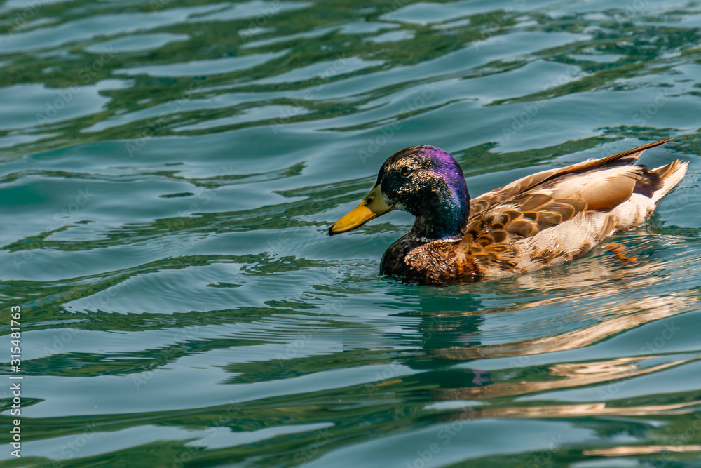 Obraz premium mallard duck in water