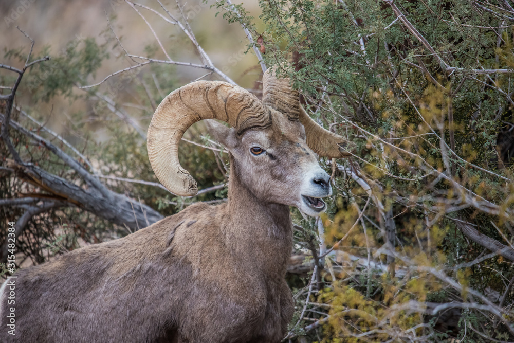 Obraz premium Male bighorn sheep