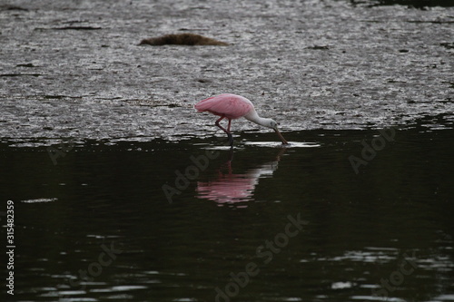 Nature is Florida's Treasure