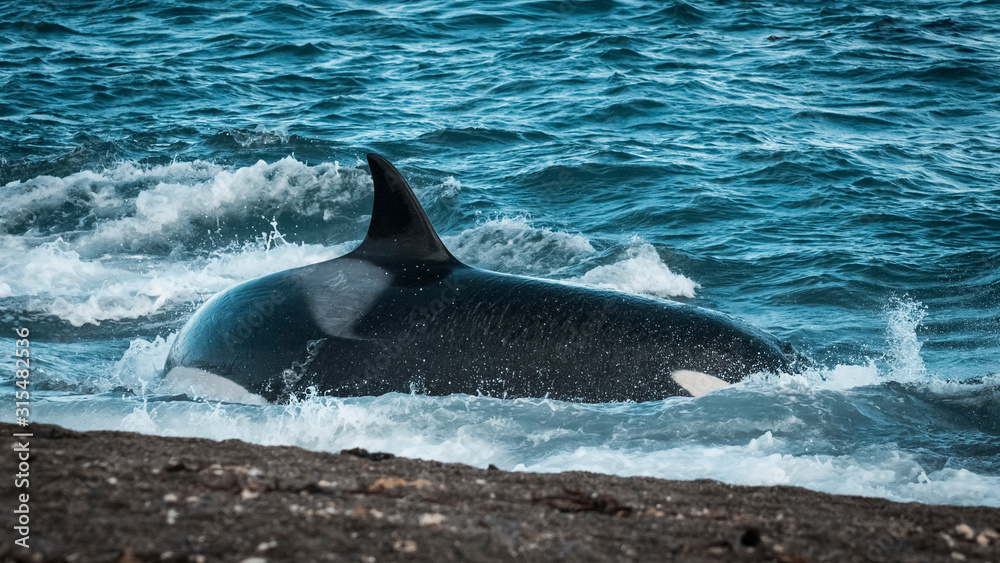 Fototapeta premium Killer whale hunting on the paragonian coast, Patagonia, Argentina