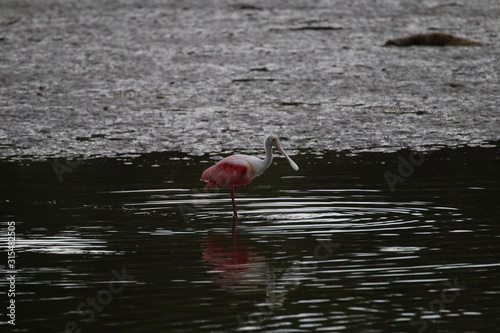 Nature is Florida's Treasure