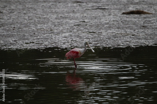 Nature is Florida's Treasure